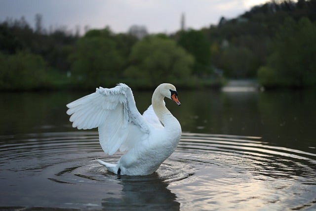 Swans