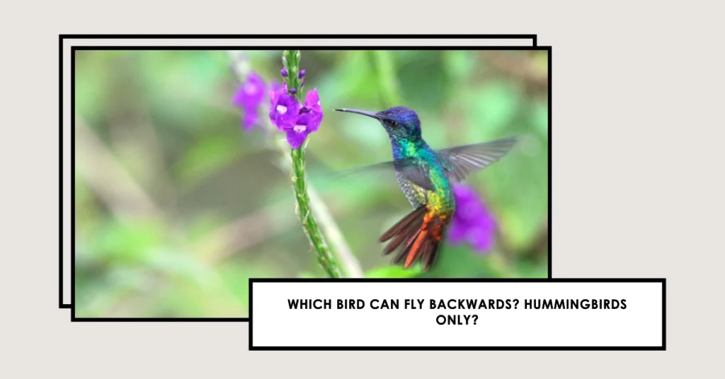 Which Bird Can Fly Backwards