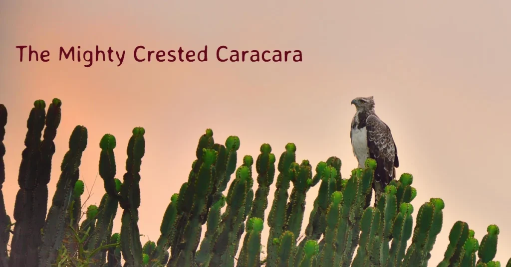 what bird is on the mexican flag The Crested Caracara on the Mexican Flag